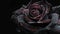 Black Rose Macro, Raindrops on Petals