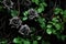 black roses. ivy, vines, thorns green leaves. black background. toxic relationship. toxic love concept.