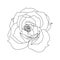 black roses open bud black and white isolated vector hand illustration