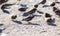 Black Rosy-Finch Leucosticte atrata in Winter on the Plains of Colorado