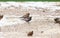 Black Rosy-Finch Leucosticte atrata in Winter on the Plains of Colorado