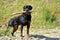 Black rottweiler with branch in mouth looks into camera