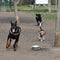 Black Rottweiler Labrador, a Retriever and a Beagle in a running competition at the training