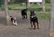 Black Rottweiler Labrador, a Retriever and a Beagle in a running competition at the training