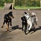 Black Rottweiler Labrador, a Retriever and a Husky in a running competition at the training