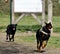 Black Rottweiler Labrador and a Retriever in a running competition at the training