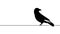 Black ?row graphic animation. Alpha channel. Raven bird on transparent background motion design