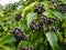 Black rowan aronia chokeberry