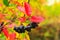 Black rowan berries with red leaves in autumn