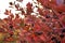 Black Rowan fruit with red leaves of the Rowan tree