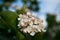 Black Rowan spring flowers. Perfect abstract spring background