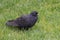Black ruffling up pigeon on a green grass