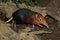 Black-and-rufous elephant shrew