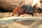 Black and rufous elephant shrew