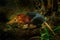 Black and rufous elephant shrew, Rhynchocyon petersi, small cute animal with long muzzle and long bare tail. Sengi in the nature