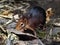 Black and Rufous sengi, Rhynchocyon petersi, feeds mainly on insects, lives in pairs