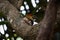 Black rumped flameback