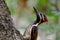 Black rumped flameback