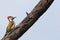 Black-rumped flameback