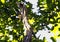 Black-rumped flameback, golden-backed woodpecker or lesser goldenback in Jim Corbett National Park