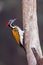 Black-rumped Flameback OR Lesser Goldenbacked Woodpecker