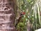 Black rumped flameback on a tree, Portrait stock photo.(Selective focus)