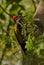 Black-rumped flameback woodpecker