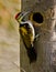 A black-rumped flameback woodpecker