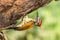 Black-rumped flameback woodpecker.