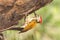 Black-rumped flameback woodpecker.