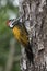 Black Rumped Flameback Woodpecker in jungle