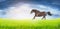 Black running horse on green field over sky, border for website