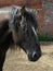 Black Russian shire horse