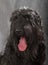 Black Russian Terrier