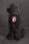 Black Russian Terrier