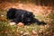 Black Russian Terrier in autumn