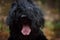 Black Russian Terrier, large and formidable