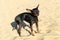 Black Russian Toy dog stands on the sand