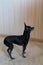 The black Russian toy terrier stands on the hind legs and looks up. A cute pet begs for a treat.