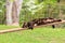 Black and rust cat relaxing on a plank at the farm.