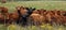 Black and rust colored cows and calves looking at the camera