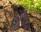 Black rustic (Aporophyla nigra) moth from above