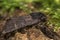 Black rustic (Aporophyla nigra) moth profile