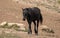 Black Sabino Wild Horse Mare near the waterhole in the Pryor Mountains Wild Horse Range in Wyoming United States
