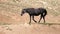 Black Sabino Wild Horse Mare near waterhole in the Pryor Mountains Wild Horse Refuge Sanctuary in Wyoming United States