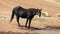 Black Sabino Wild Horse  mare at the waterhole in the Pryor Mountains Wild Horse Range on the border of Montana