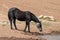 Black Sabino Wild Horse Mustang mare about to drink at the waterhole in the Pryor Mountains Wild Horse Range