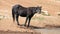 Black Sabino Wild Mustang mare at the water hole in the Pryor Mountains Wild Horse Range on the border of Montana