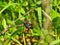 Black Saddlebag Dragonfly Clasps Part of Branch