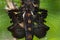 Black Saddlebags Dragonfly